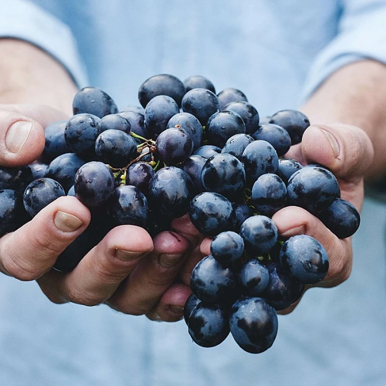 Comment Naviguer le Défi du Changement Climatique pour le Chef de Marque en Vin?