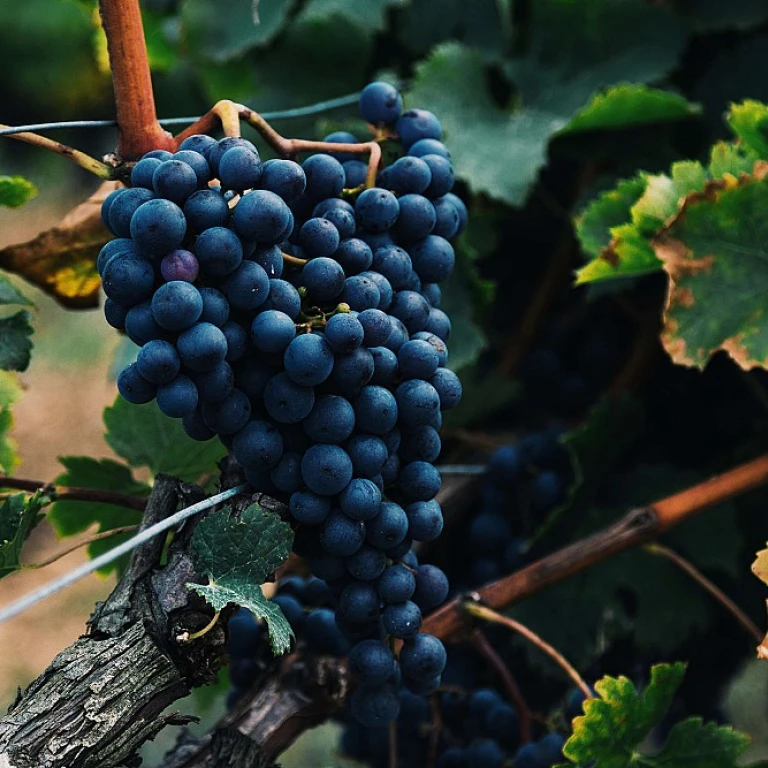 L'importance du bouchon liege dans la conservation du vin