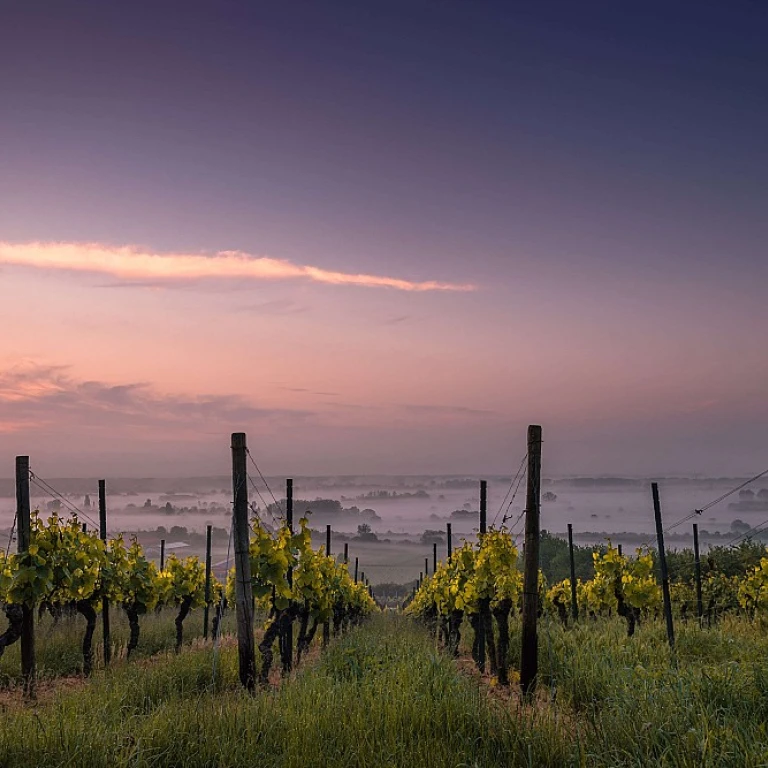 Sauvignon sauvignon blanc : un voyage au cœur des saveurs